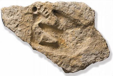 Picture of the Delk track: dinosaur and alleged human footprint. Click for an online discussion.
